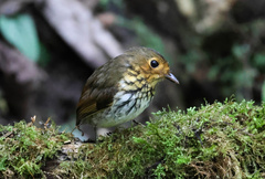 Grallaricula flavirostris