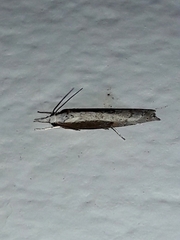 Pyraloidea
