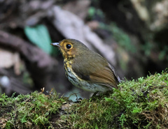 Grallaricula flavirostris