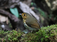 Grallaricula flavirostris