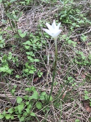Zephyranthes chlorosolen