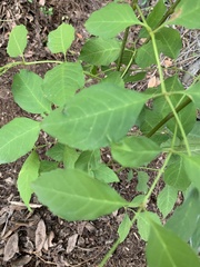 Fraxinus dipetala