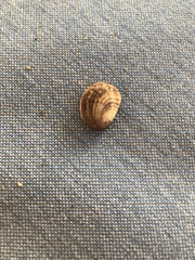 Bostrycapulus aculeatus