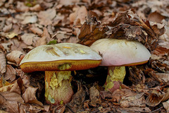 Rubroboletus rhodoxanthus