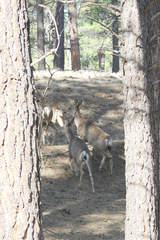 Odocoileus hemionus
