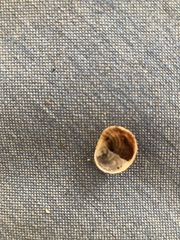 Bostrycapulus aculeatus