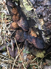 Ischnoderma benzoinum