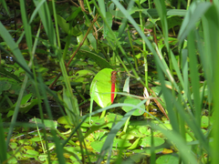 Rhodothemis lieftincki