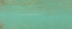 Platybelone argalus
