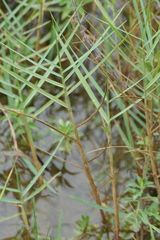 Panicum repens