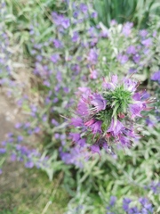 Echium vulgare