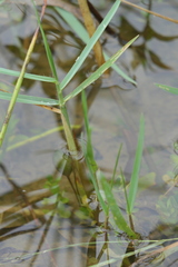 Panicum repens