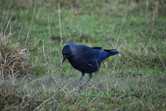 Corvus monedula spermologus