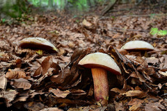 Rubroboletus rhodoxanthus