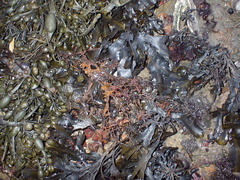 Ascophyllum nodosum