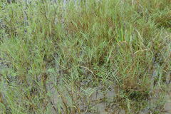 Panicum repens