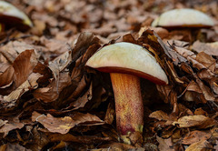 Rubroboletus rhodoxanthus