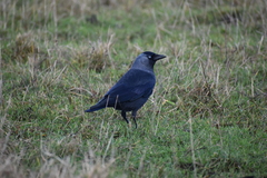 Corvus monedula spermologus