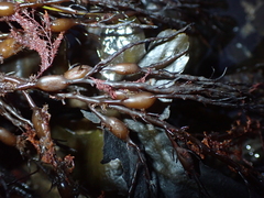 Ascophyllum nodosum