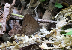 Hermeuptychia harmonia