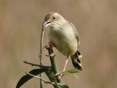 Cisticola