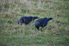 Corvus monedula spermologus