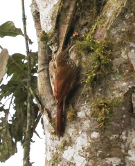 Lepidocolaptes lacrymiger