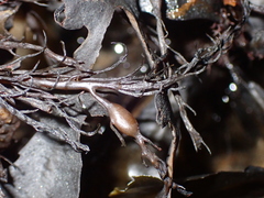 Ascophyllum nodosum