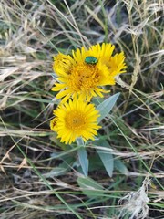 Cryptocephalus sericeus