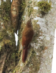 Lepidocolaptes lacrymiger