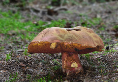 Rubroboletus rubrosanguineus