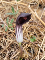 Arisarum simorrhinum