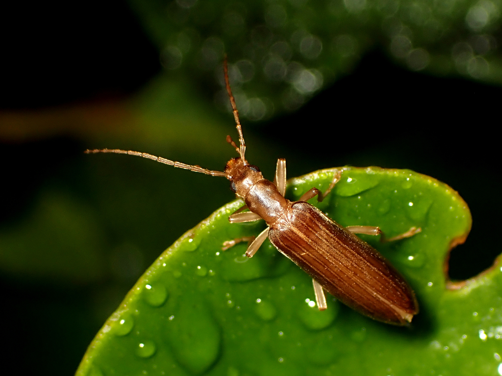 Thelyphassa nemoralis