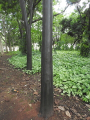 Calycophyllum spruceanum