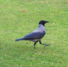 Corvus cornix