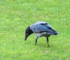 Corvus cornix