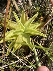 Pinguicula lutea