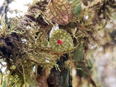Lepanthes saltatrix