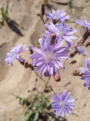 Lactuca tatarica