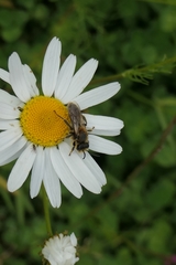 Leioproctus fulvescens