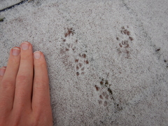 Sciurus carolinensis