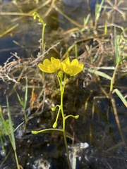 Utricularia inflata
