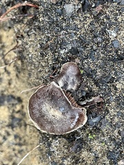 Cortinarius ohlone