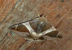 Poaphilini