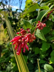 Cestrum fasciculatum