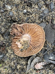 Cortinarius ohlone