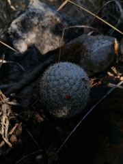 Mammillaria albilanata