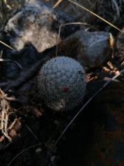 Mammillaria albilanata