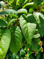 Cestrum fasciculatum