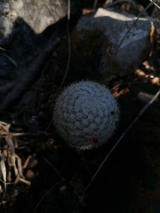 Mammillaria albilanata